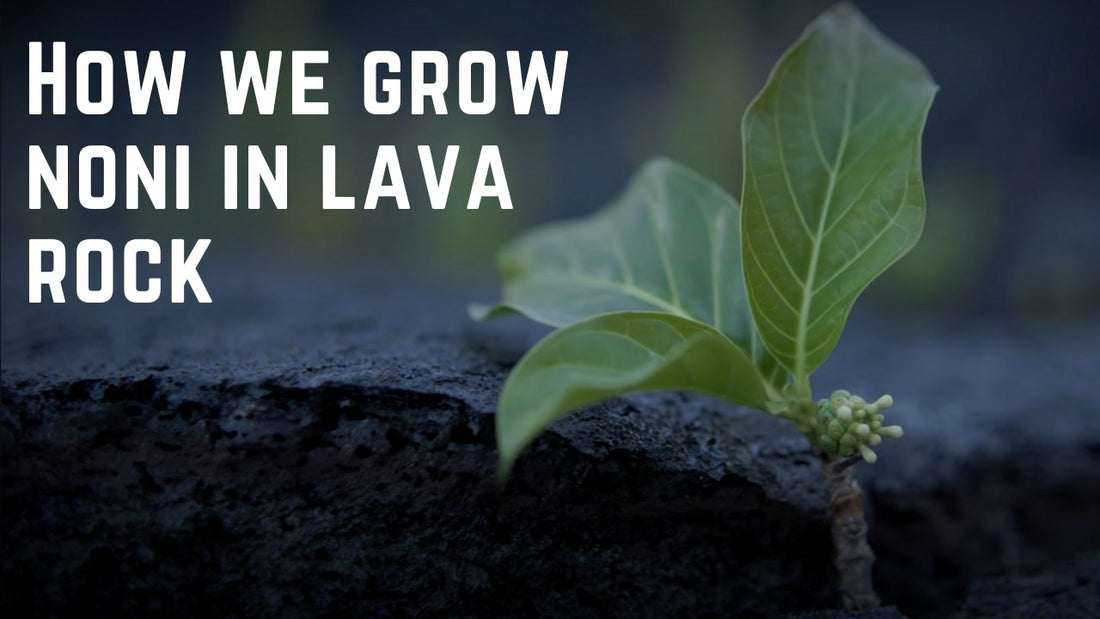 Video showing how we grow noni fruit in hawaii. 